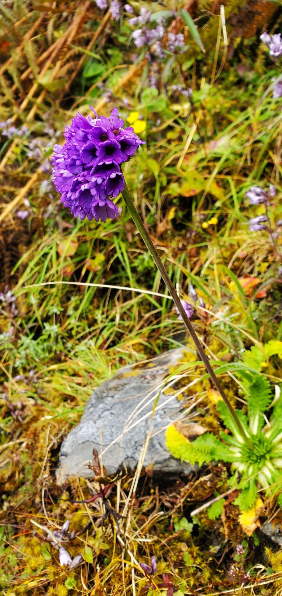 Primula glomerata Pax resmi