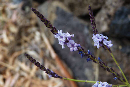 Imagem de Lavandula rotundifolia Benth.