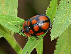 Image of Chelymorpha areata (Erichson 1847)