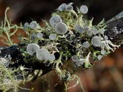 Image of shield lichen