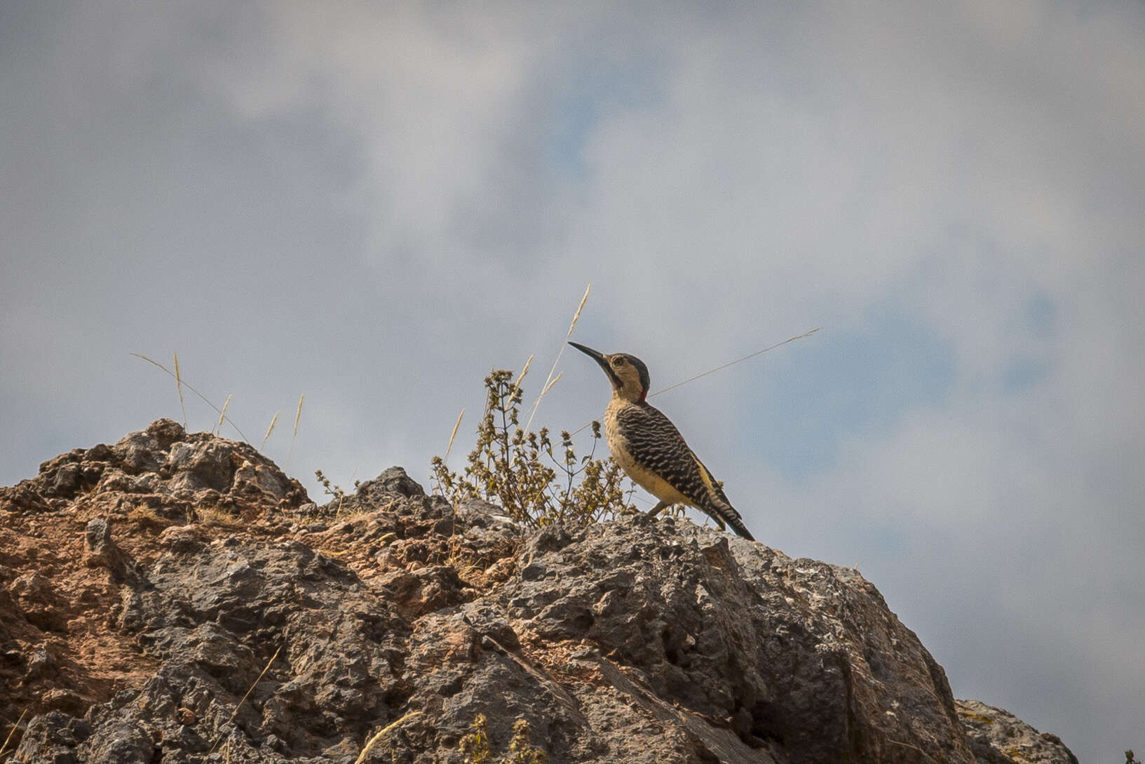 Image of Andean Flicker