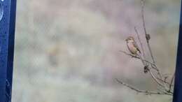 Image of Bull-headed Shrike