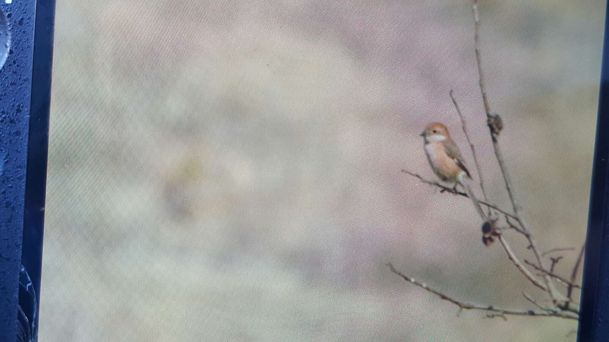 Image of Bull-headed Shrike