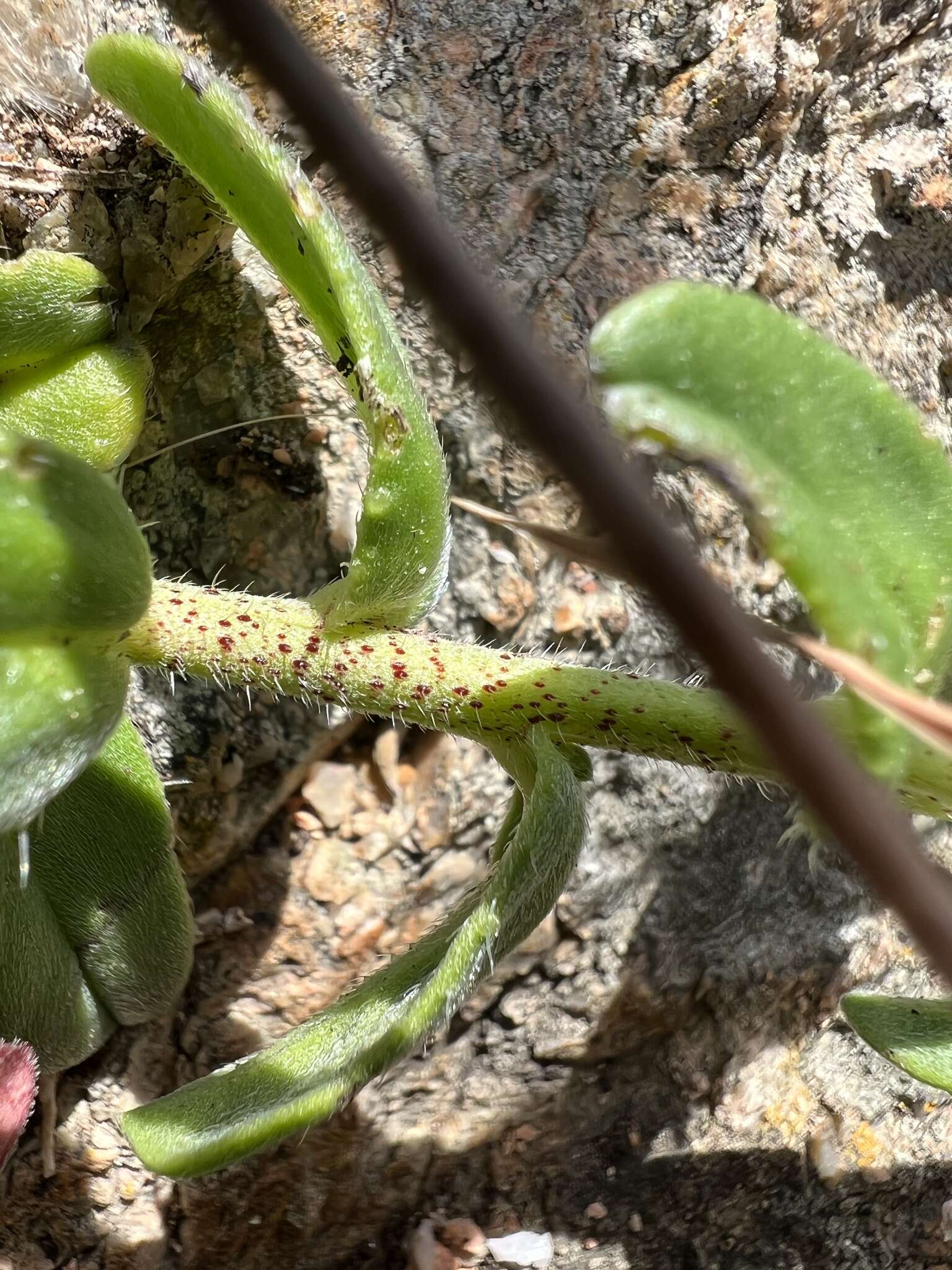 Plancia ëd Echium rosulatum subsp. davaei (Rouy) Coutinho