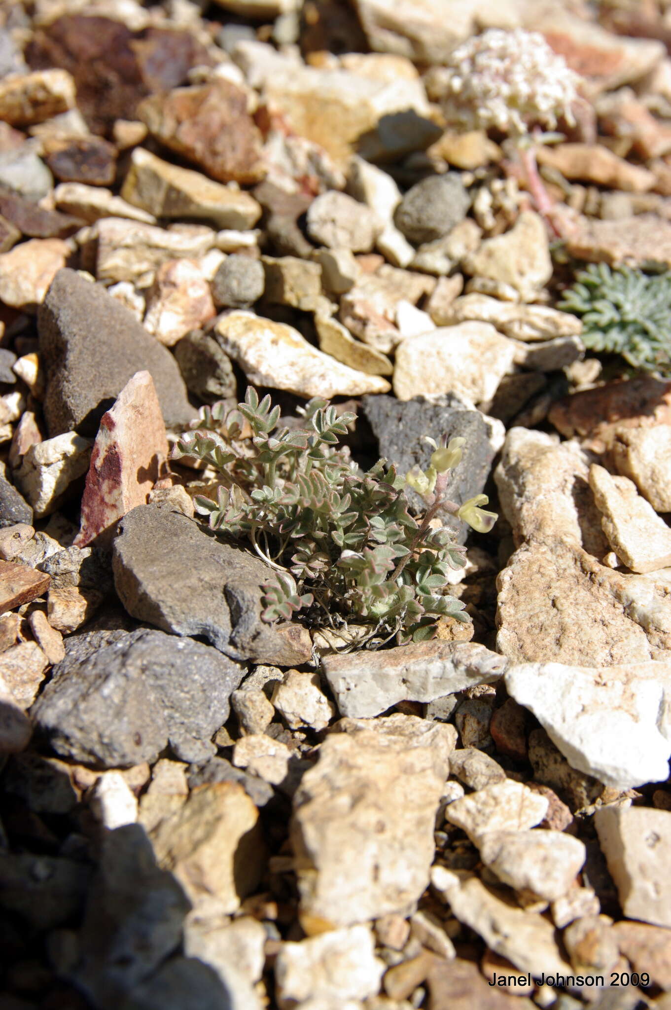 Imagem de Astragalus platytropis A. Gray