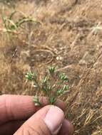 Image of California dwarf-flax