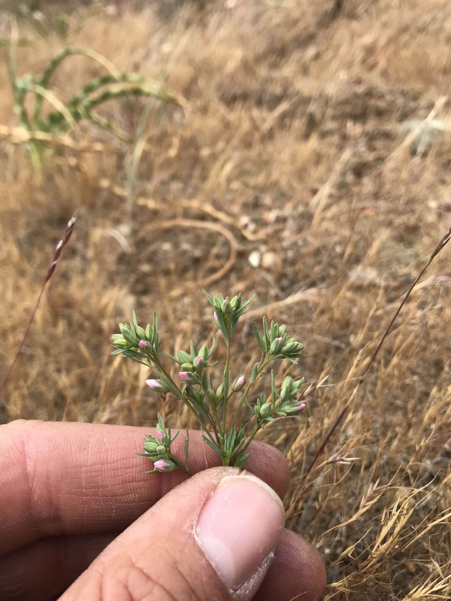 Image of California dwarf-flax