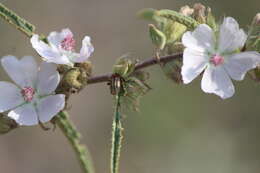 Sivun Anomoea rufifrons (Lacordaire 1848) kuva