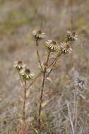 Image of carline thistle