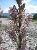 صورة Myricaria longifolia (Willd.) Ehrenb.