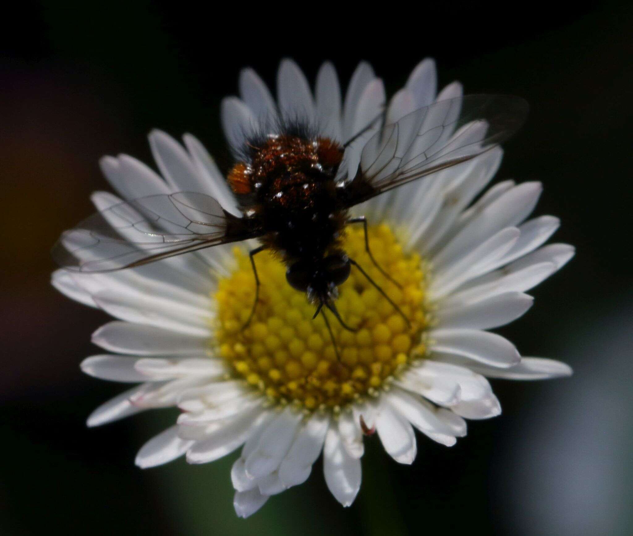 Image of Elegant Bee Fly