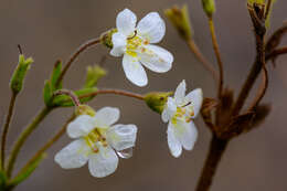 Imagem de Ourisia macrophylla Hook.