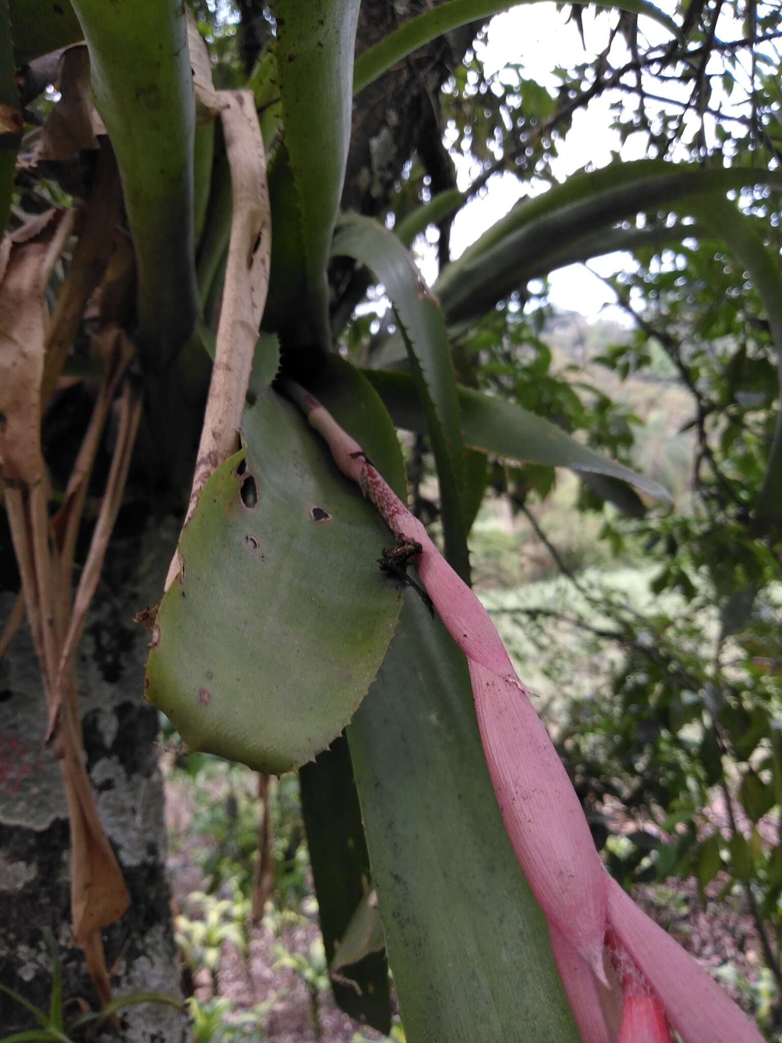 Image of nakedstem livingvase