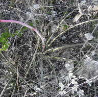 Image of redflower false yucca