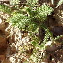 Sivun Achillea odorata L. kuva