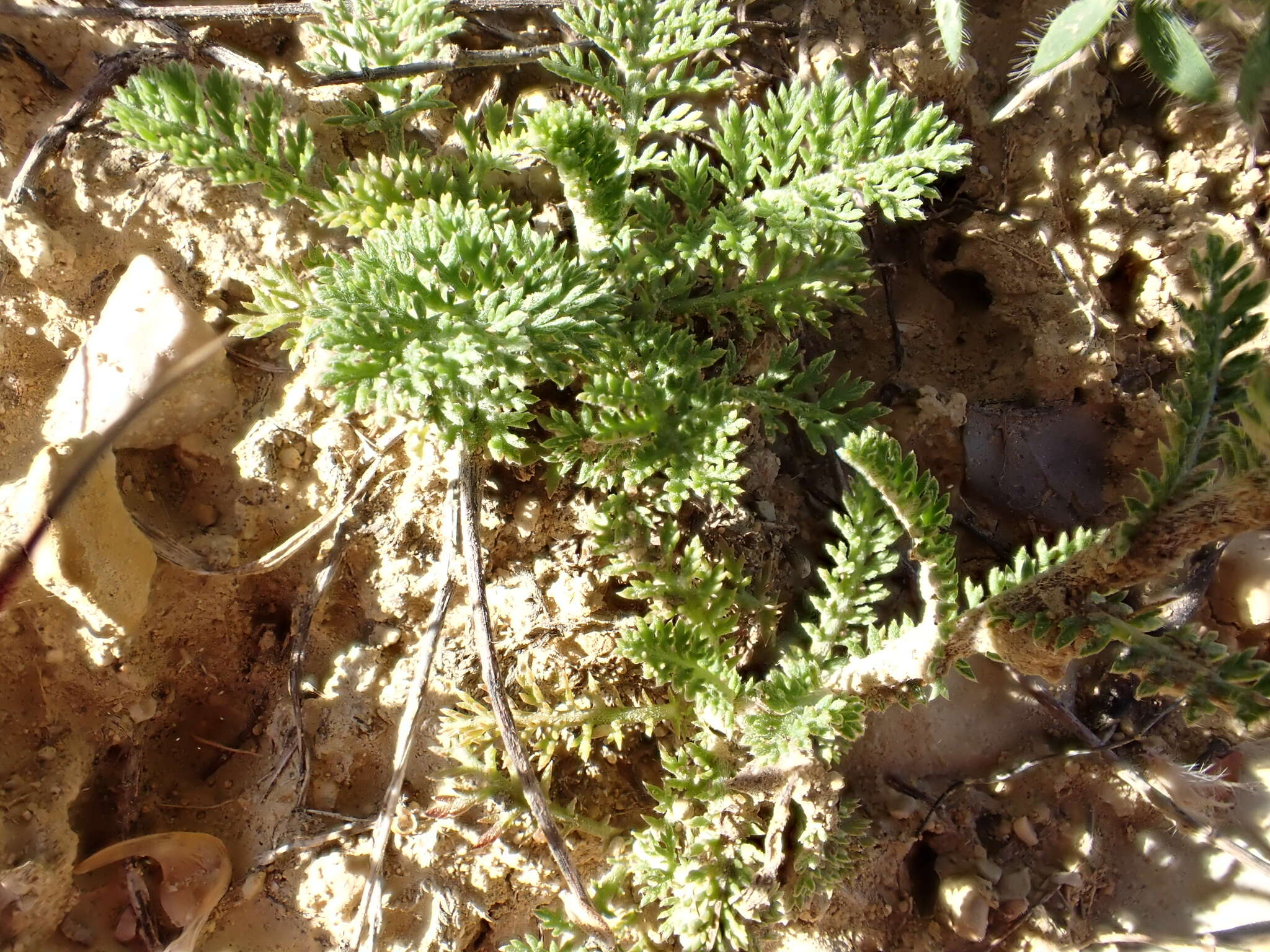 Image of Achillea odorata L.