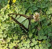 Image of Glassy Bluebottle Butterfly