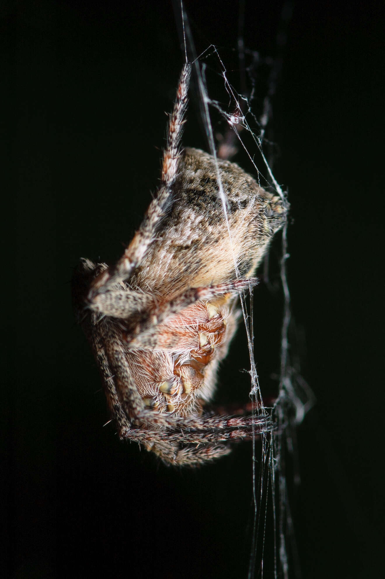 Image of Humpbacked orbweaver