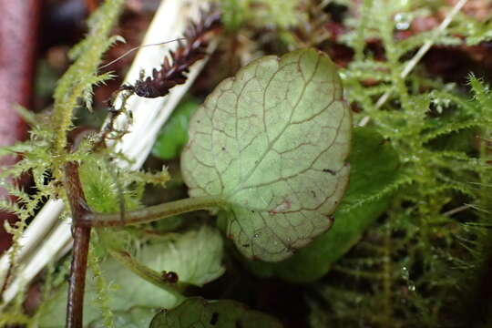 Image of Viola filicaulis Hook. fil.