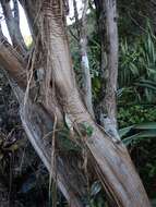 Image de Olearia avicenniifolia (Raoul) Hook. fil.