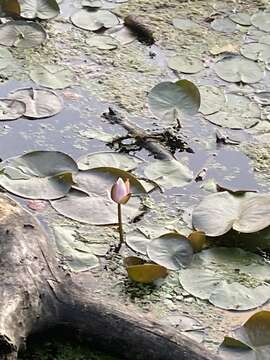 Image of American white waterlily