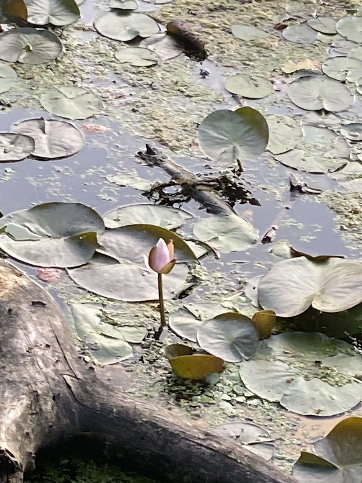 Image de Nymphaea odorata subsp. tuberosa (Paine) J. H. Wiersema & C. B. Hellquist