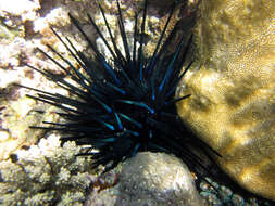 Image of Diadema urchin