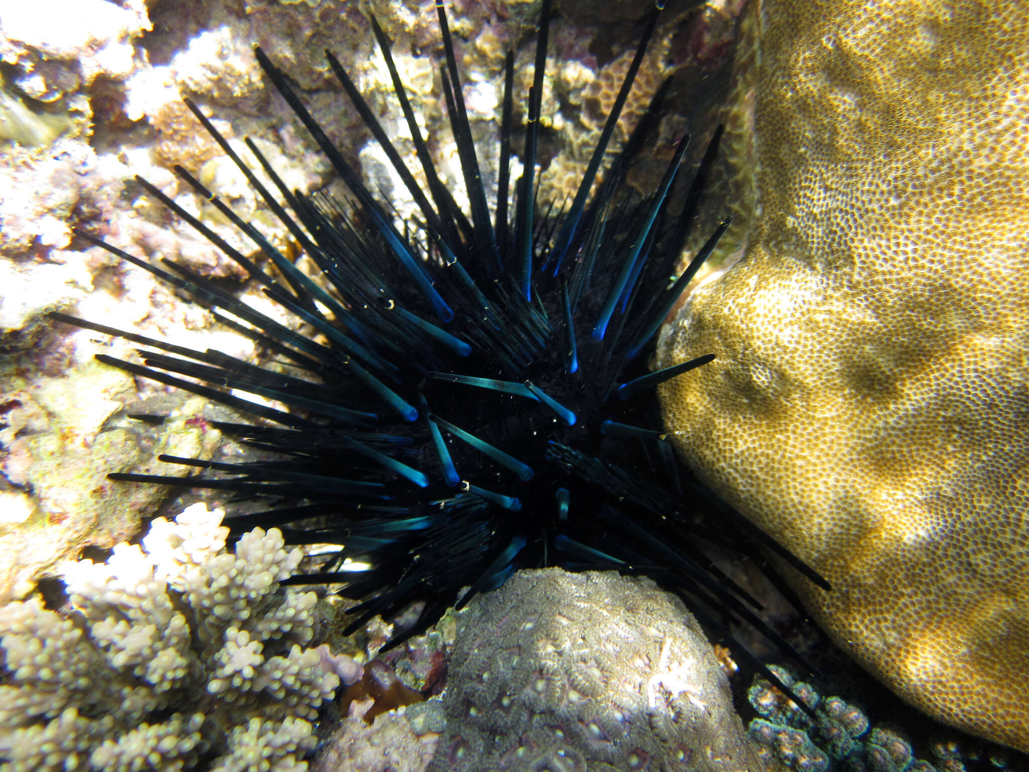 Image of Diadema urchin