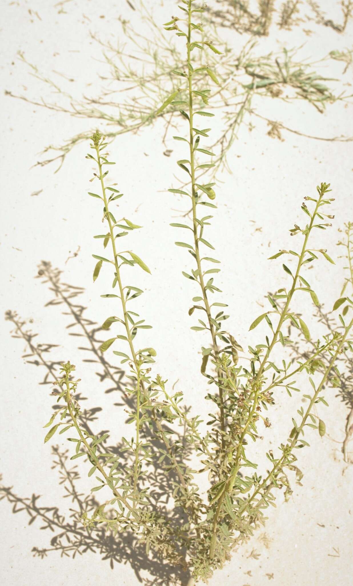 Image of Cleome arabica L.