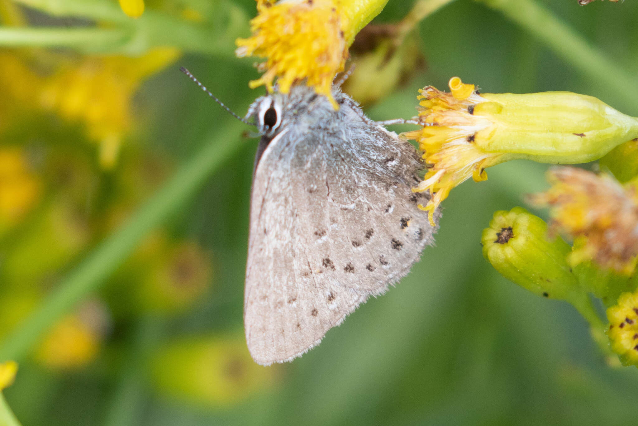 Image of Behrs Hairstreak