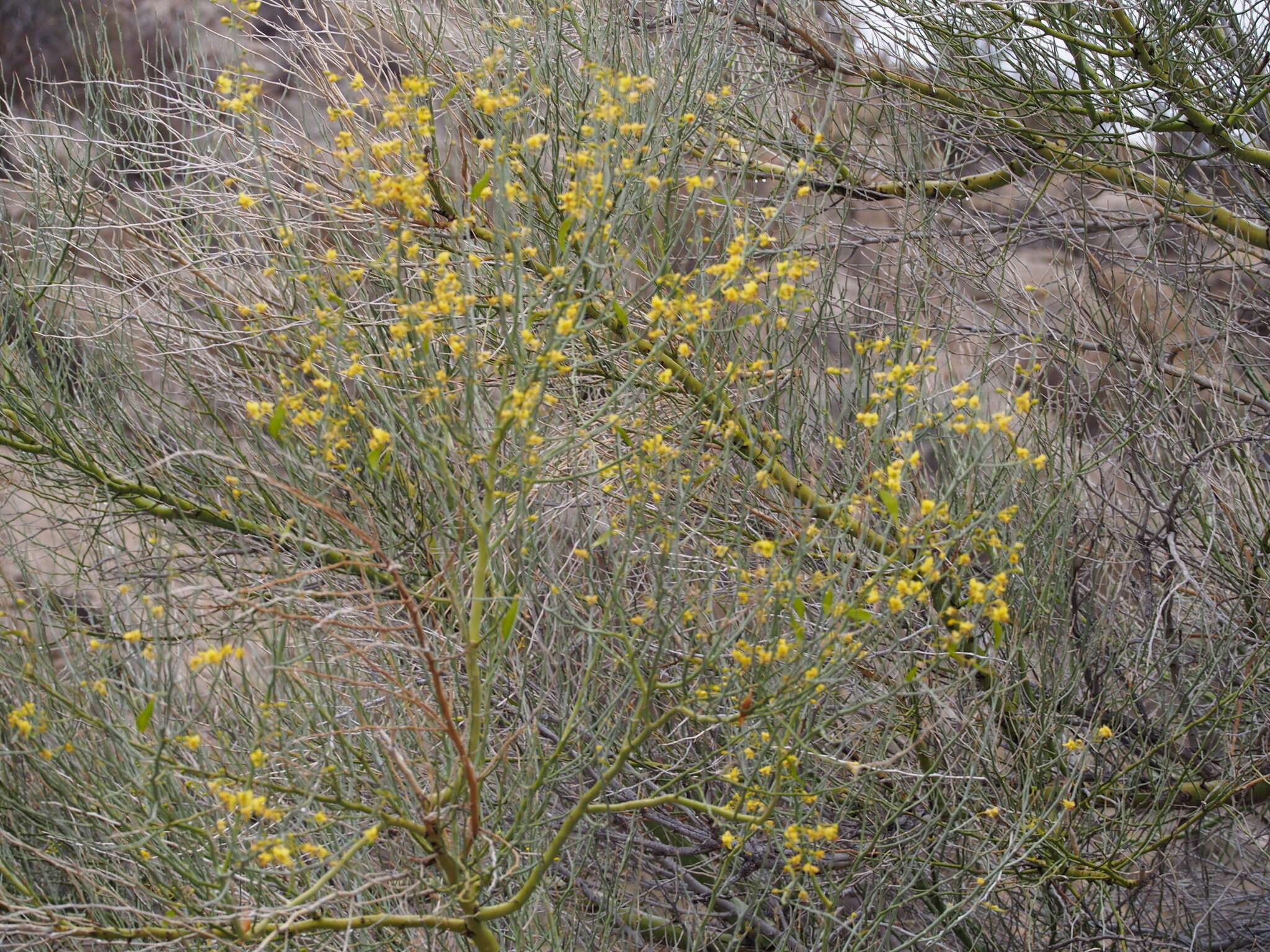 Image of Cercidium floridum