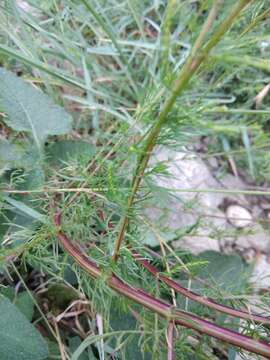 Image of redstem wormwood