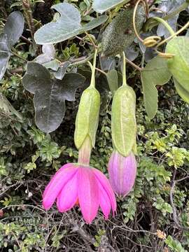 Image of Passiflora glaberrima (A. Juss.) Triana & Planch.