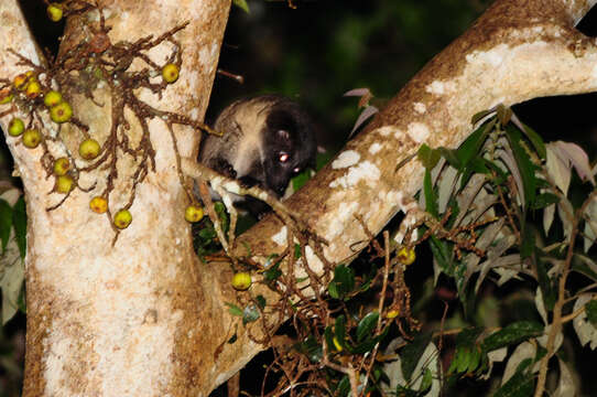 Image of Paradoxurus philippinensis