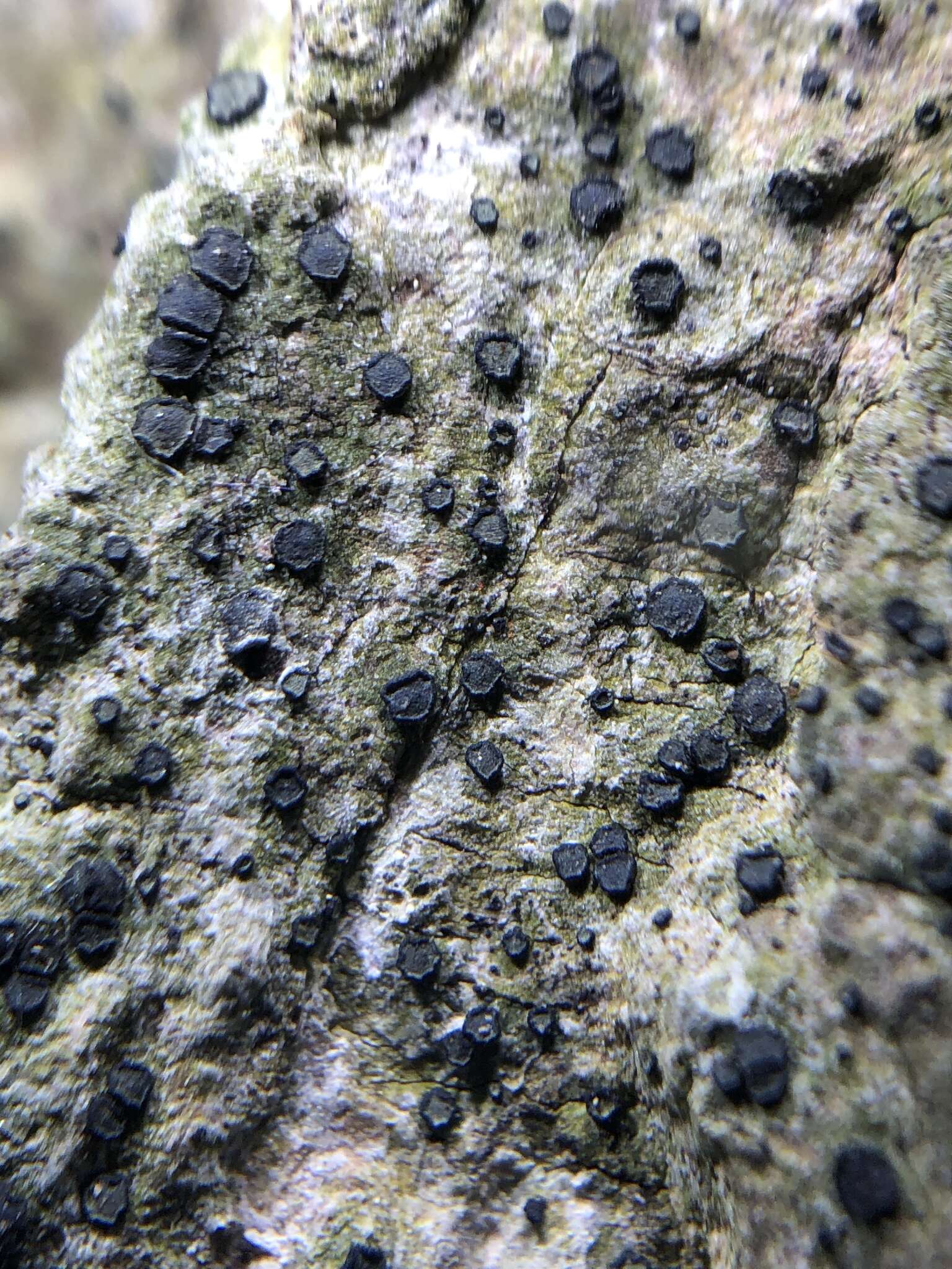 Image of Cresponea chloroconia (Tuck.) Egea & Torrente