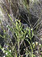 Image of Phylica humilis Sond.