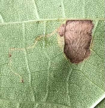 Image of Sycamore Leaf Blotch Miner