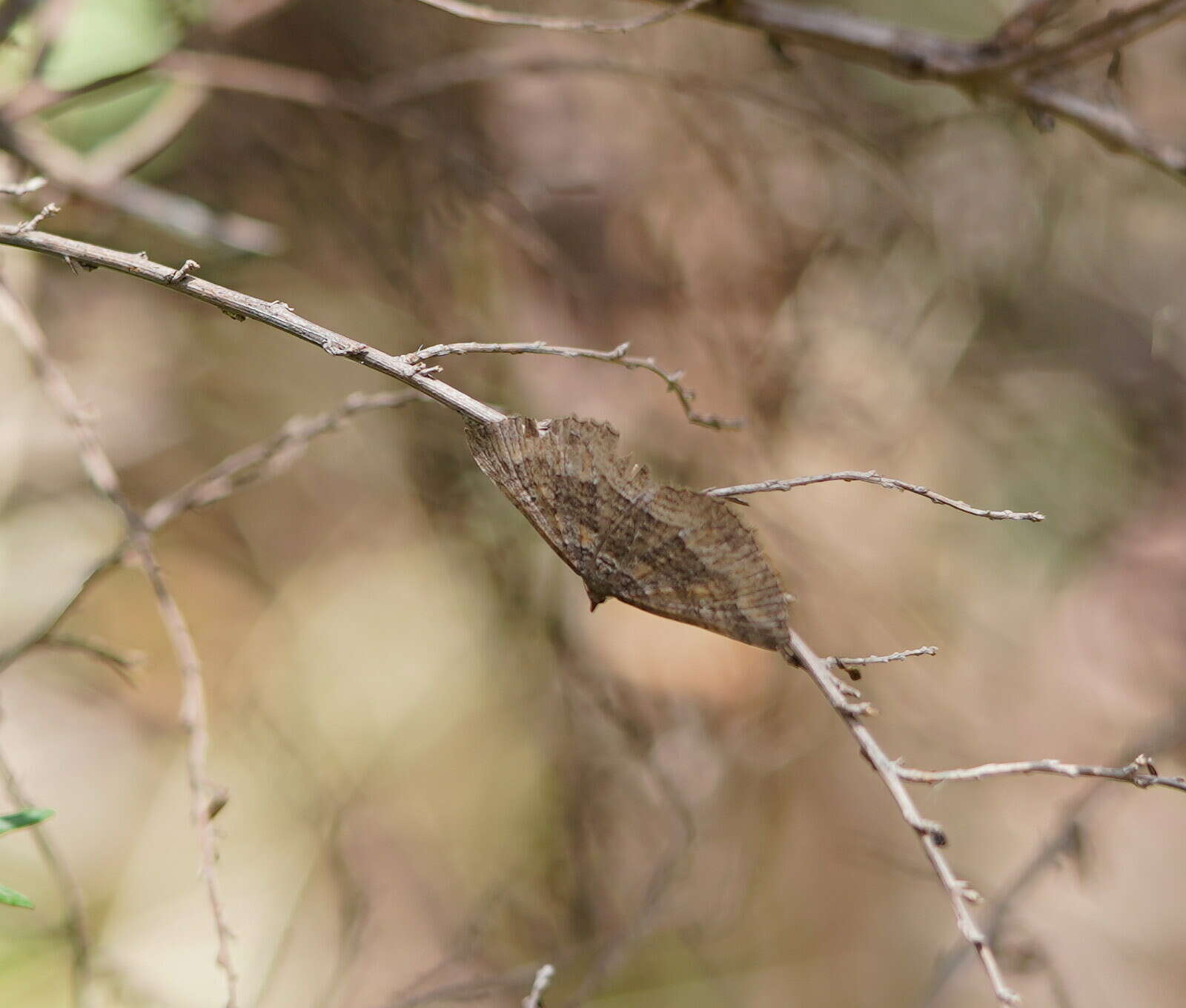 Sivun Chrysolarentia cnephaeopa (Turner 1926) kuva