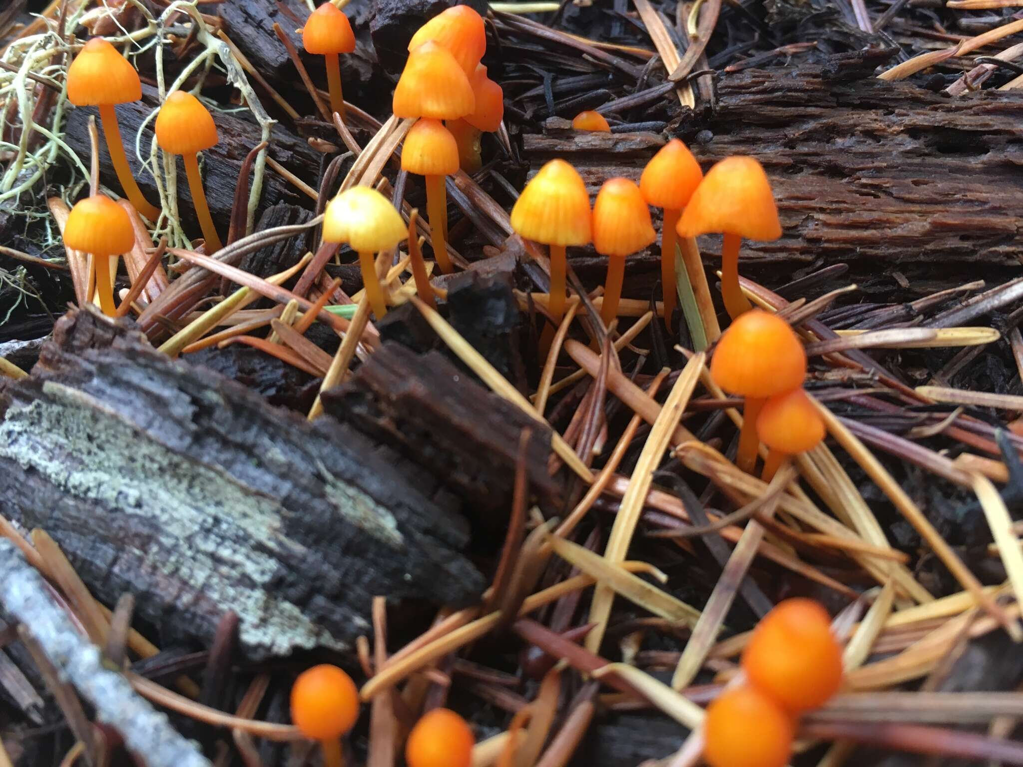 Sivun Mycena strobilinoidea Peck 1893 kuva