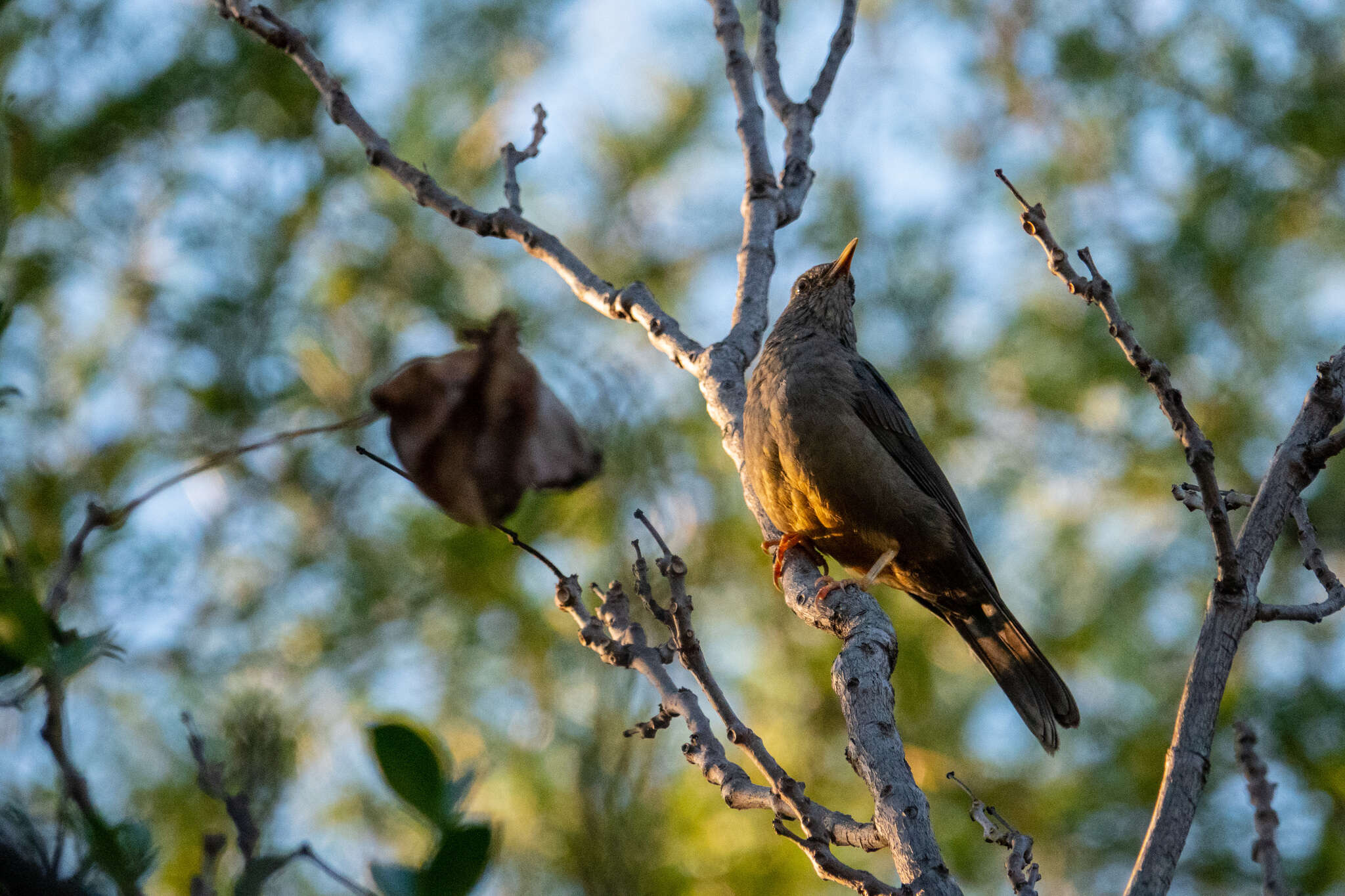 Image of Karoo Thrush