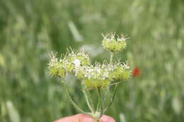 Image of Lisaea strigosa (Banks & Sol.) Eig