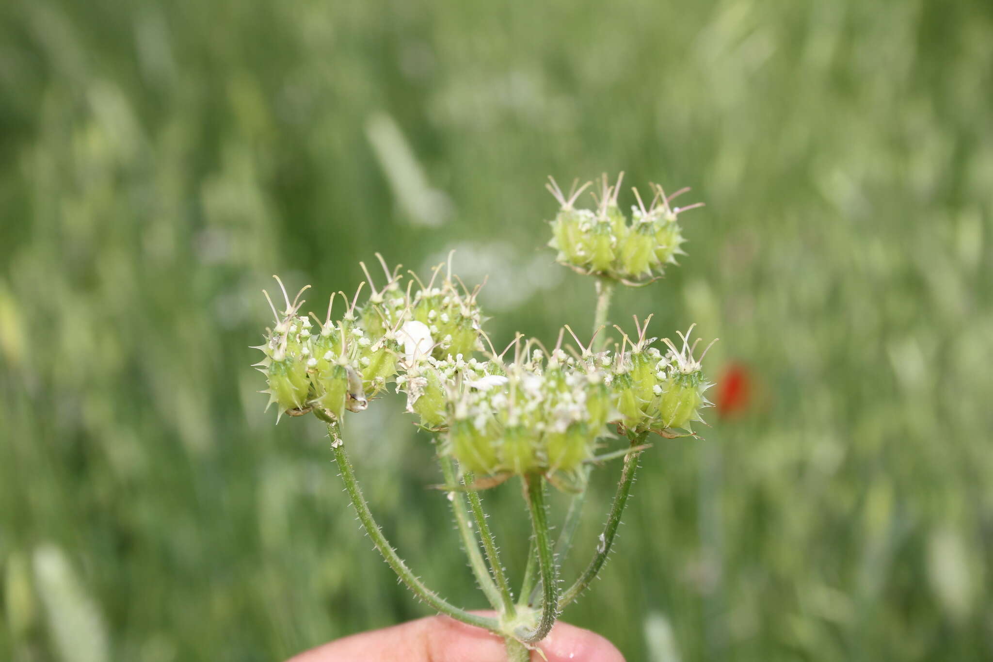 Image of Lisaea strigosa (Banks & Sol.) Eig