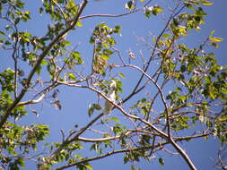 Image of Blue-eyed Cockatoo