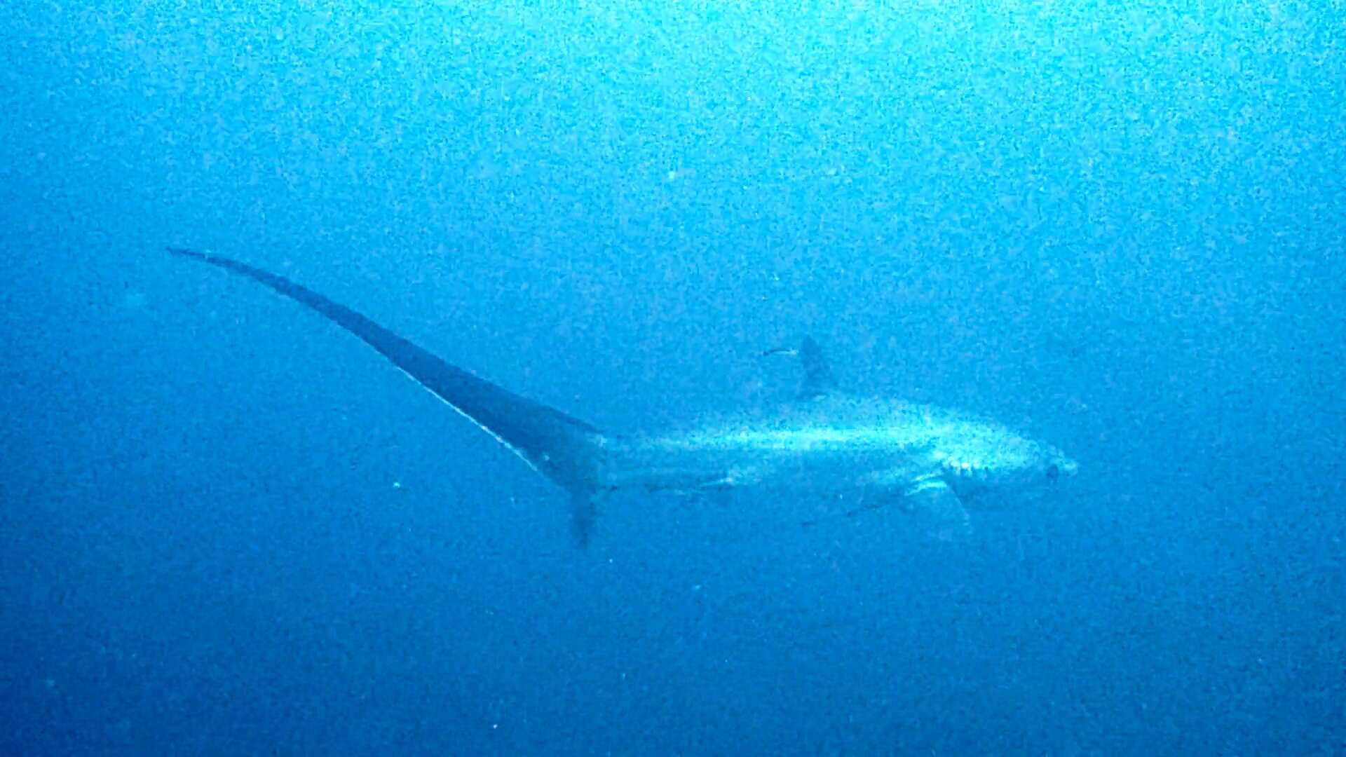 Image of thresher sharks