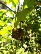 Image of Macroscepis diademata (Ker-Gawl.) W. D. Stevens