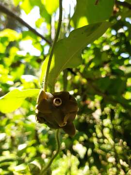 Image of Macroscepis diademata (Ker-Gawl.) W. D. Stevens