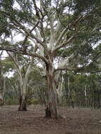 Image de Eucalyptus leucoxylon subsp. connata K. Rule