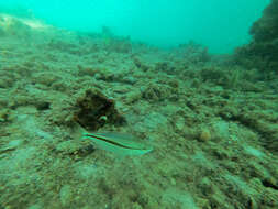 Image of Black stripe butterfish