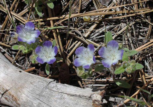 Image de Phacelia curvipes Torr. ex S. Wats.