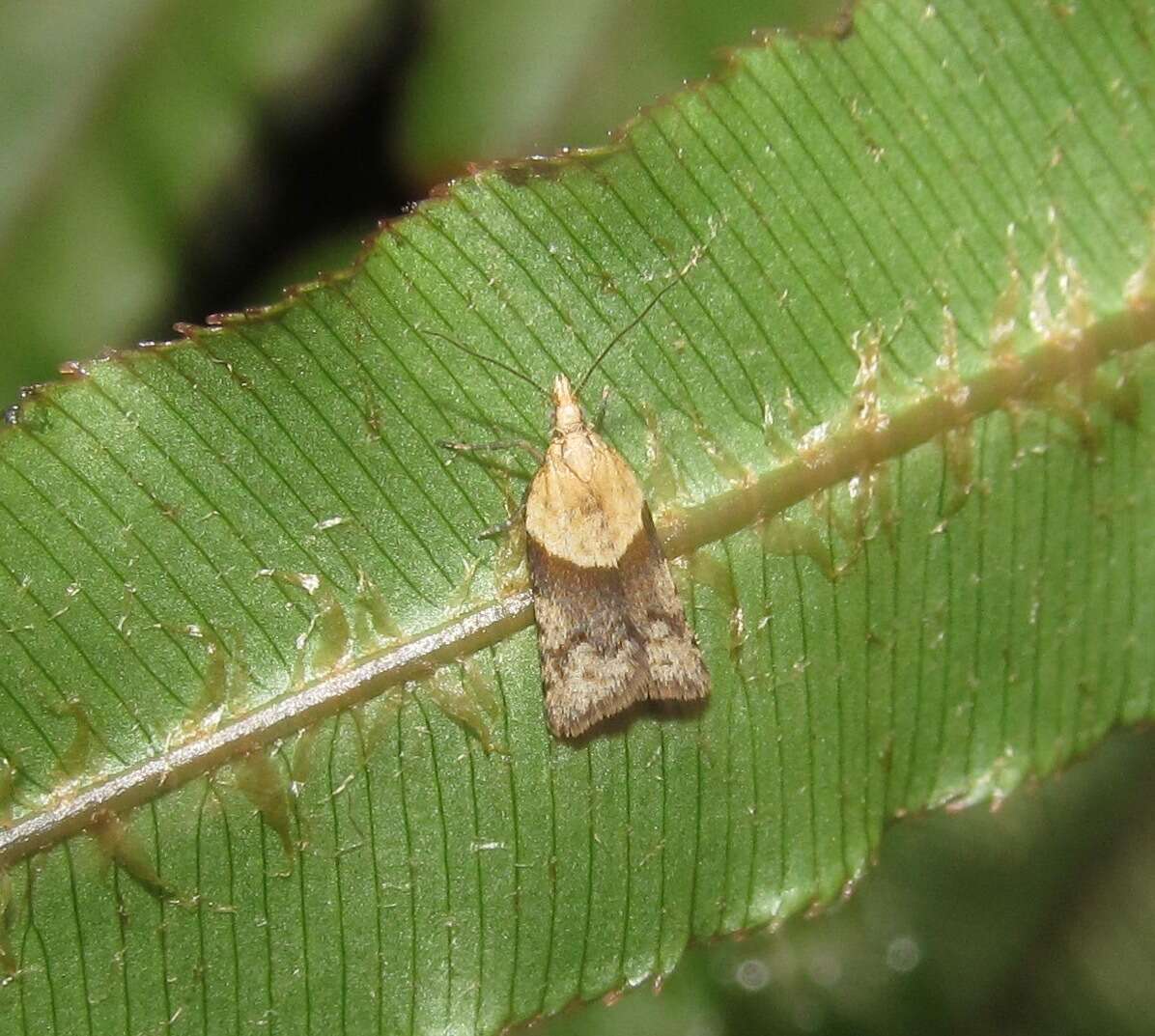 Image of Epichorista hemionana Meyrick 1883